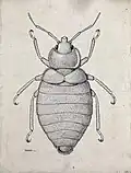 Cimex hemipterus, dessinée en 1919 par Amedeo Terzi. Le pronotum est moins creusé et moins élargi en avant.