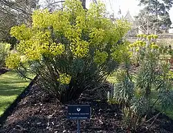 Photographie de la collection nationale d'euphorbes du jardin