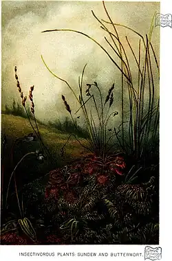 Insectivorous plants: Sundew and Butterort,planche II