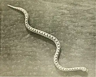 Description de l'image The reptiles of western North America, an account of the species known to inhabit California and Oregon, Washington, Idaho, Utah, Nevada, Arizona, British Columbia, Sonora and Lower California (1922) (14582266377).jpg.