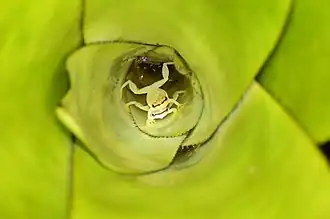 Description de l'image The secret life inside bromeliads - Phyllodytes melanomystax.jpg.