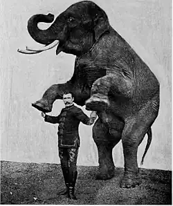 Dressage d'un éléphant en 1903.