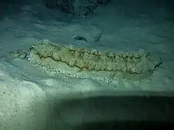 Une holothurie royale (Thelenota anax)