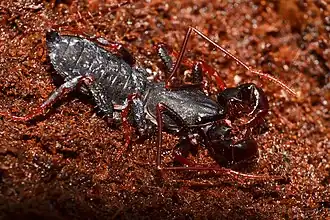 Description de l'image Thelyphonellus amazonicus 178761753.jpg.