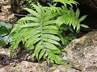 Description de cette image, également commentée ci-après