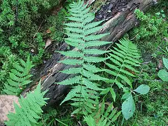 Description de cette image, également commentée ci-après