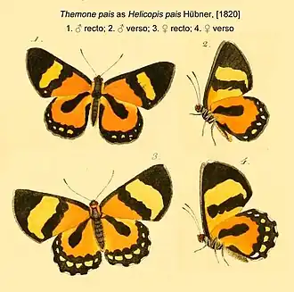 Description de l'image ThemonePaisHubner1820ODMFUpUn.jpg.