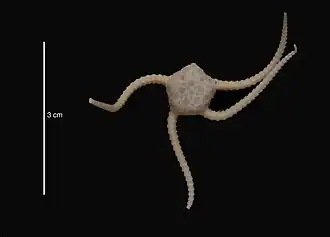 Ophiurolepis relegata (USNM)