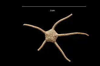 Ophiurolepis wallini (USNM)