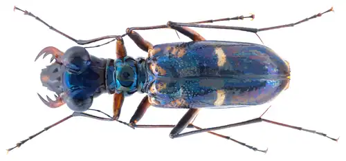 Therates fruhstorferi, Parc national de Tam Dao, Vietnam.