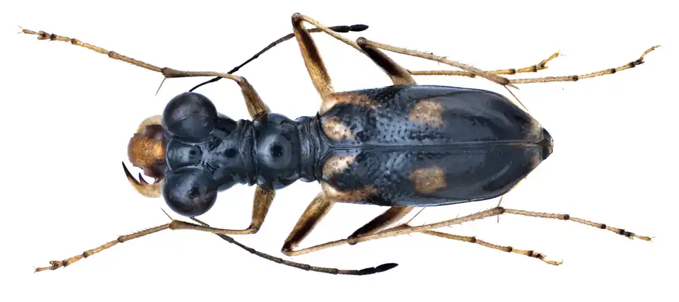 Therates vietnamensis, Parc national de Tam Dao, Vietnam.