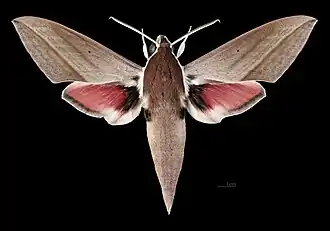 Mâle  face dorsale (coll.MHNT)