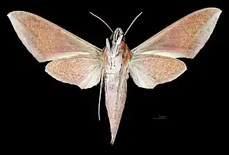 Femelle  face dorsale (coll.MHNT)