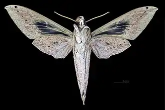 ♀  revers (coll.MHNT)