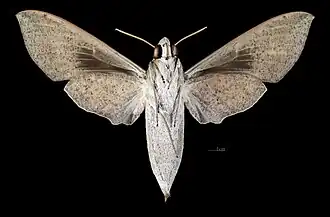 Revers de la femelle