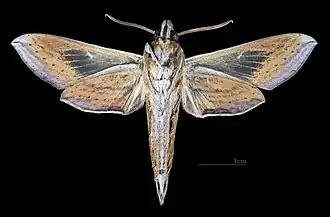 Revers du mâle (coll.MHNT)