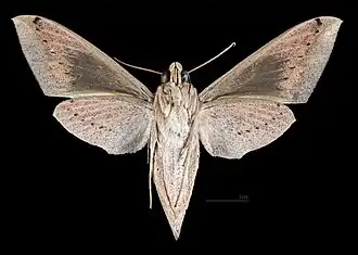 Femelle revers (coll.MHNT).