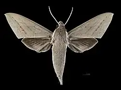 Mâle face dorsale (coll.MHNT).