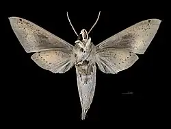 Mâle revers (coll.MHNT).