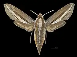 Avers de la femelle (coll.MHNT)