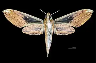 Revers de la femelle (coll.MHNT)