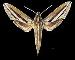 Avers du mâle (coll.MHNT)