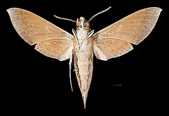 Revers du mâle (coll.MHNT)