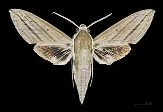 Avers du mâle (coll.MHNT)