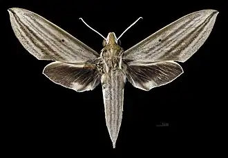 Avers de la femelle (coll.MHNT)