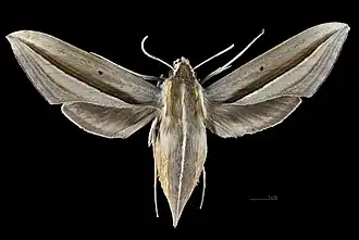 Avers de la femelle (coll.MHNT)