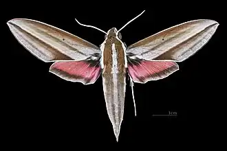 Mâle face dorsale (coll.MHNT).