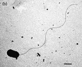 Description de l'image Thermodesulfobacterium hydrogeniphilum.jpg.