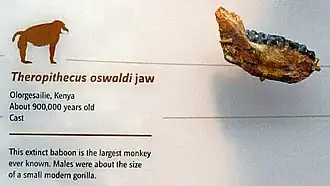 Description de l'image Theropithecus oswaldi.jpg.