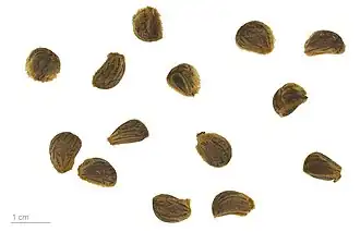 Graines au Muséum de Toulouse.