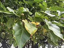 Feuilles et fruit à Tahiti
