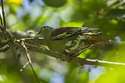 Colombar à gros bec