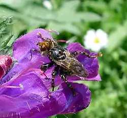 Myopa picta, (Worcestershire, Angleterre)
