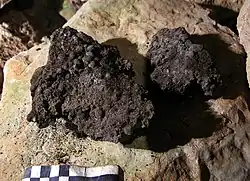 Migou compact, accumulation de crottes de chèvres dans la grotte des Thières, Pégairolles-de-Buèges, Hérault, France.