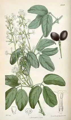Illustration d'un Jasminum didymum tiré du Curtis Botanical magazine (1878)
