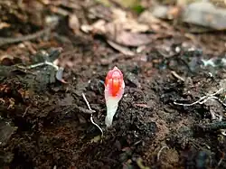 Bouton de T. rodwayi.