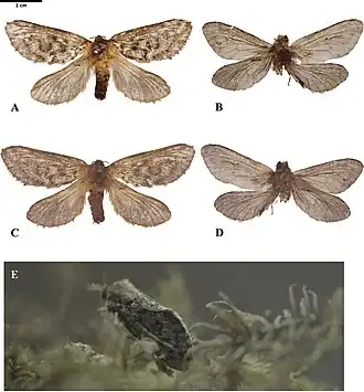 Description de cette image, également commentée ci-après