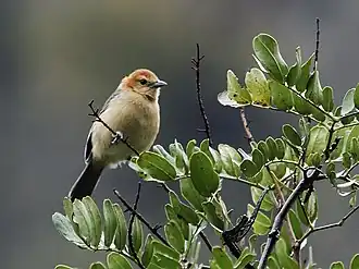 Description de l'image Thlypopsis inornata - Buff-bellied Tanager (cropped).jpg.