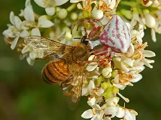 Thomisus onustus chassant une Apis mellifera.