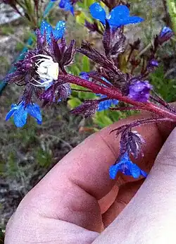 Thomisus onustus à l'affût sur une fleur de consoude avant la phase d'homochromie.