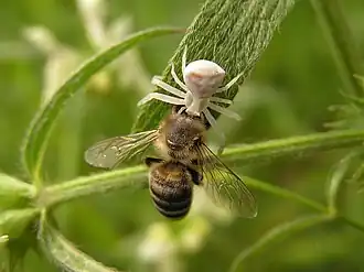Thomisus onustus chassant Apis mellifera.
