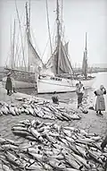 Thoniers de l'île de Groix en 1913.