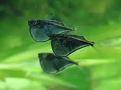 Thoracocharax securis