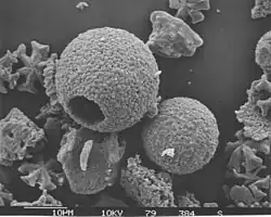 Thoracosphaera sp. (Thoracosphaeraceae).