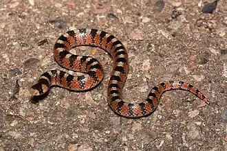 Description de l'image Thornscrub Hook-nosed Snake (Gyalopion quadrangulare).jpg.