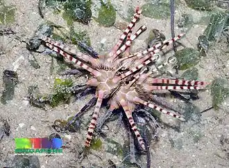 Prionocidaris bispinosa.